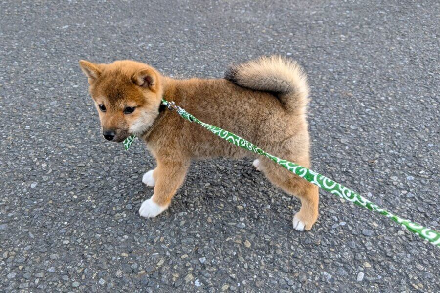 散歩中の柴犬の子犬