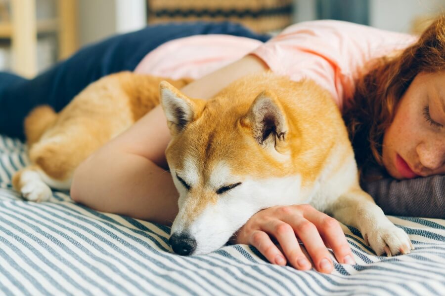 飼い主とのんびり寝る柴犬