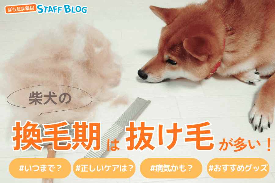 柴犬の換毛期は抜け毛が多い？期間はいつまで？正しいケアから注意点まで解説