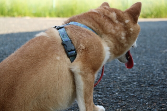 換毛期の柴犬