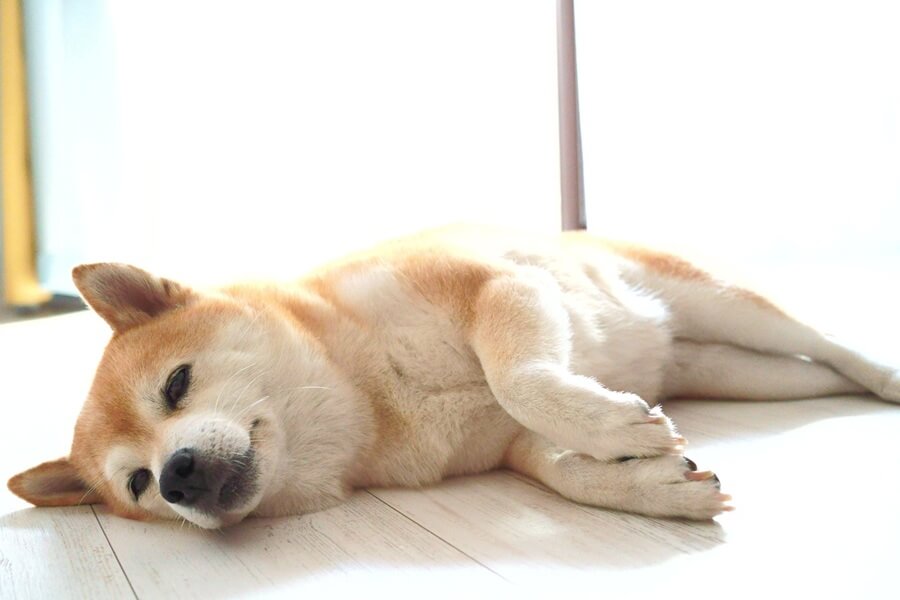 ぐったりした柴犬