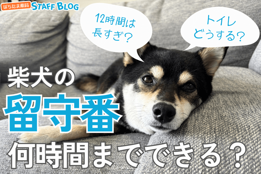 柴犬の留守番は何時間までできる？何ヶ月からできる？イタズラを防ぐ対策も紹介