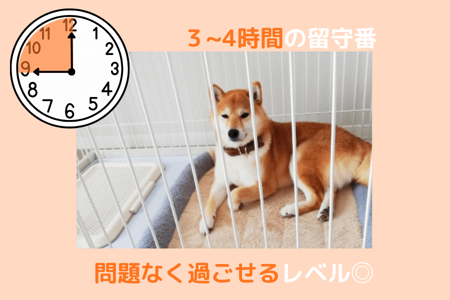 柴犬の3～4時間の留守番は問題なし