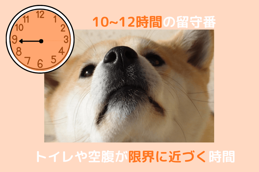 柴犬の10～12時間の留守番は限界ギリギリ