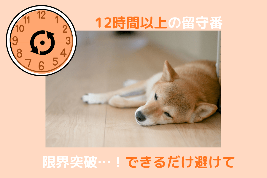 柴犬の12時間以上の留守番は推奨されない