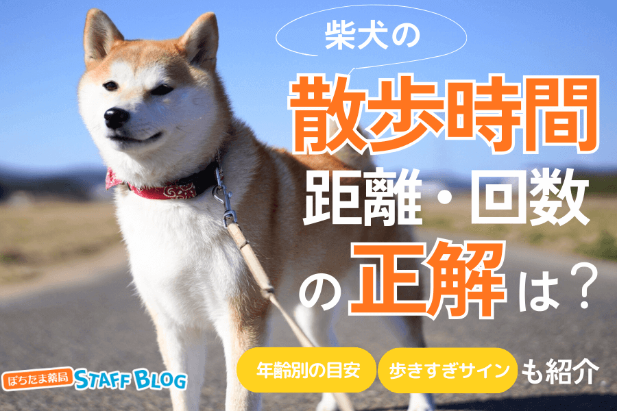柴犬の散歩時間・距離・回数の正解は？年齢別の目安や歩きすぎのサインも