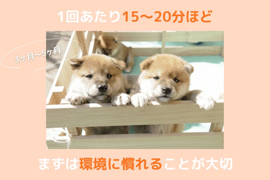 3ヶ月~5ヶ月の柴犬の散歩時間