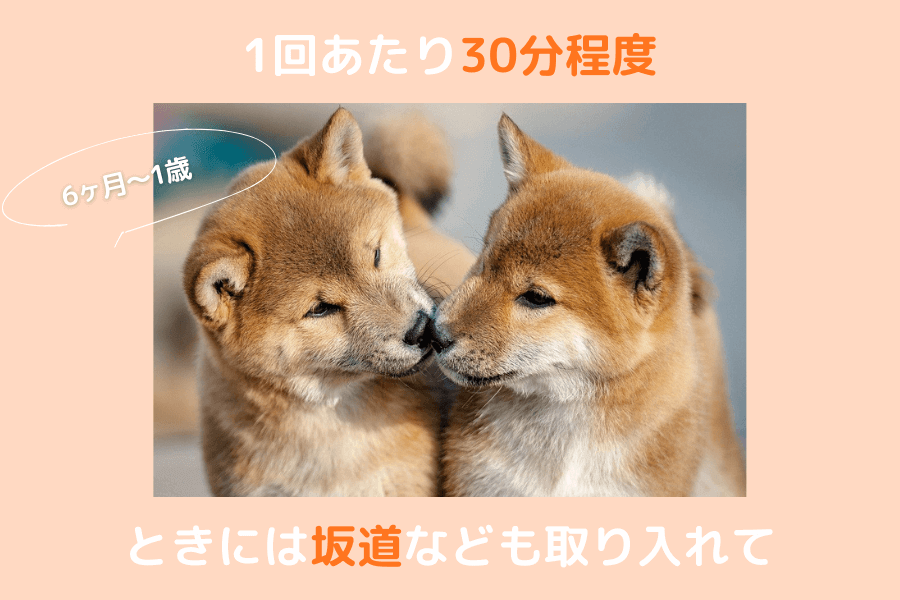 6ヶ月~1歳の柴犬の散歩時間