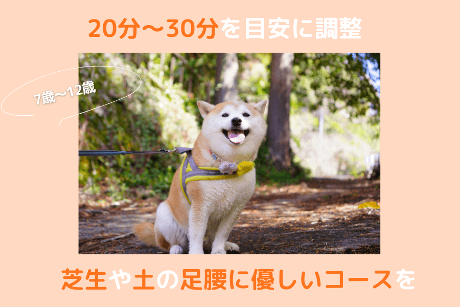 7歳~12歳の柴犬の散歩時間