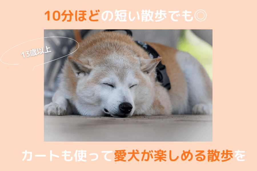 13歳以上の柴犬の散歩時間