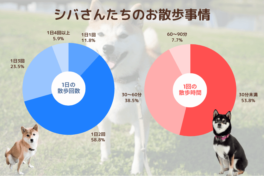 柴犬飼いのみんなは散歩どうしてる?