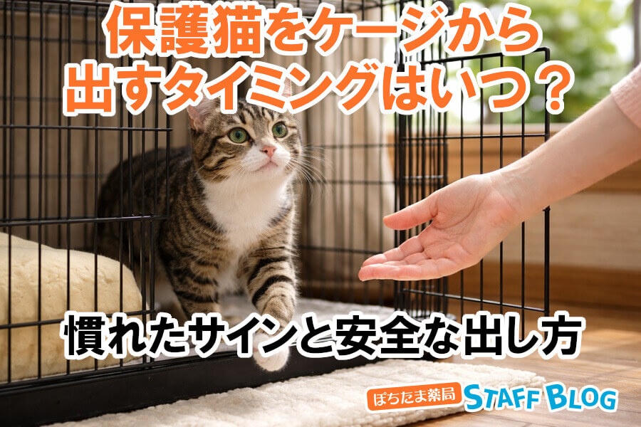 保護猫をケージから出すタイミングはいつ？慣れたサインと安全な出し方