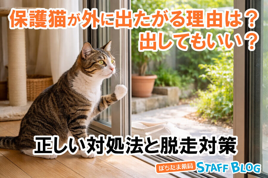 保護猫が外に出たがる理由は？出してもいい？正しい対処法と脱走対策