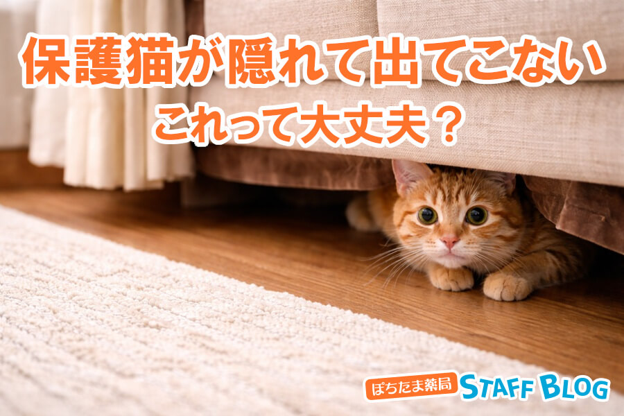 保護猫が隠れて出てこない…これって大丈夫？理由と正しい対処法