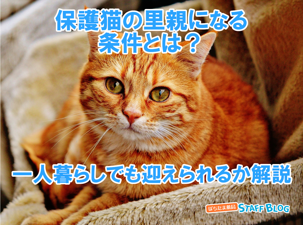 保護猫の里親になる条件とは？一人暮らしでも迎えられるか解説