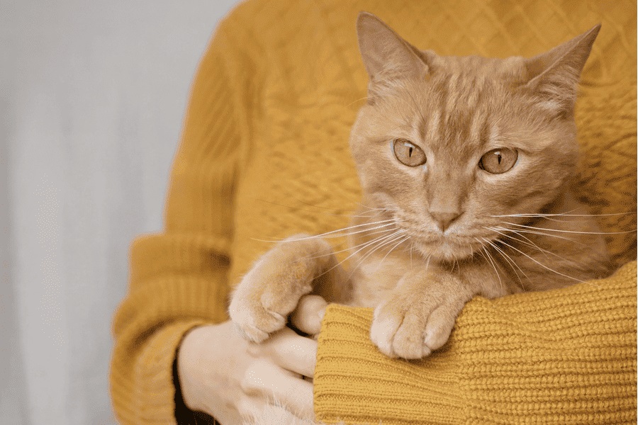 保護猫の里親になるための条件とは？