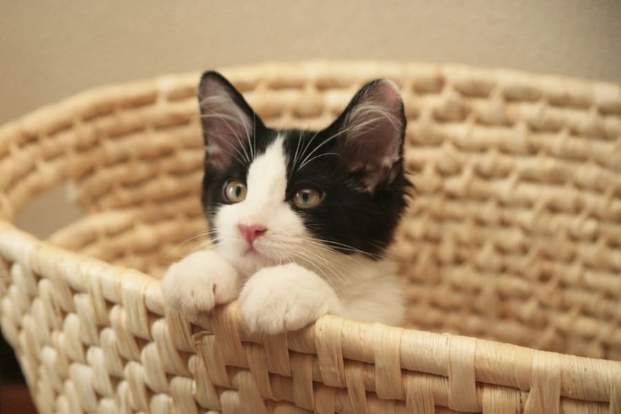 保護猫を迎えるまでの基本的な流れ