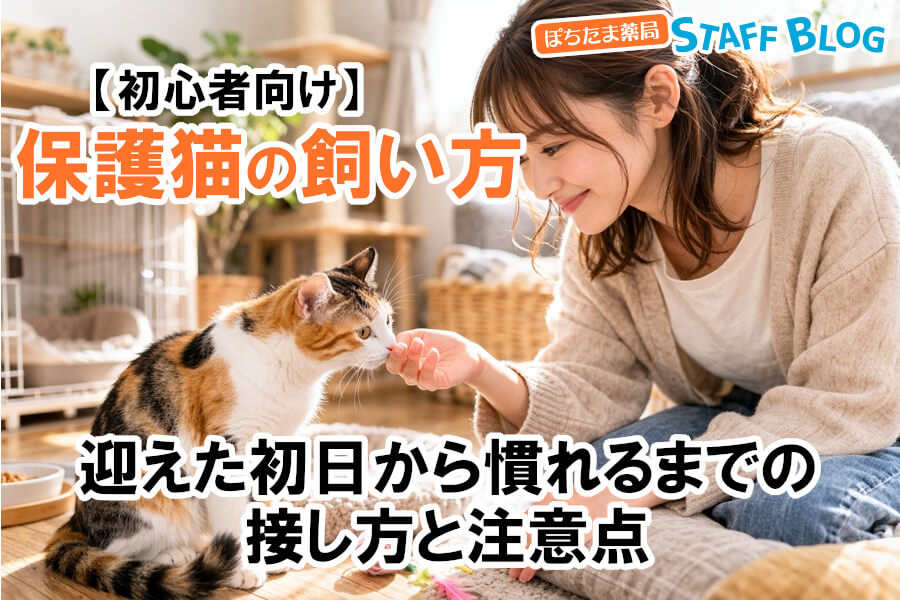保護猫の飼い方【初心者向け】迎えた初日から慣れるまでの接し方と注意点