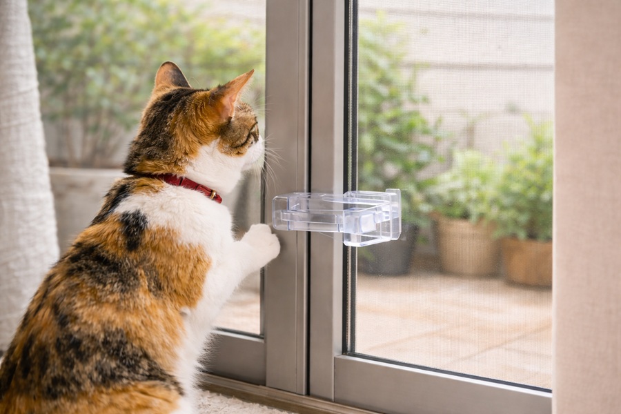 保護猫を飼うときの注意点