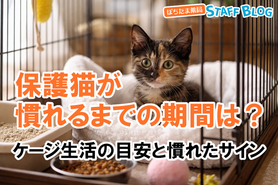 保護猫が慣れるまでの期間は？ケージ生活の目安と慣れたサイン