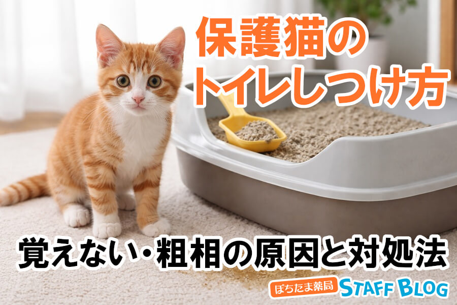 保護猫のトイレしつけ方 覚えない・粗相の原因と対処法