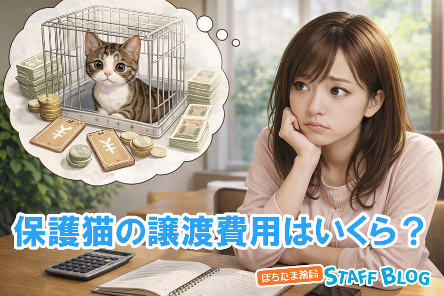 保護猫の譲渡費用はいくら？高いと感じる理由も解説