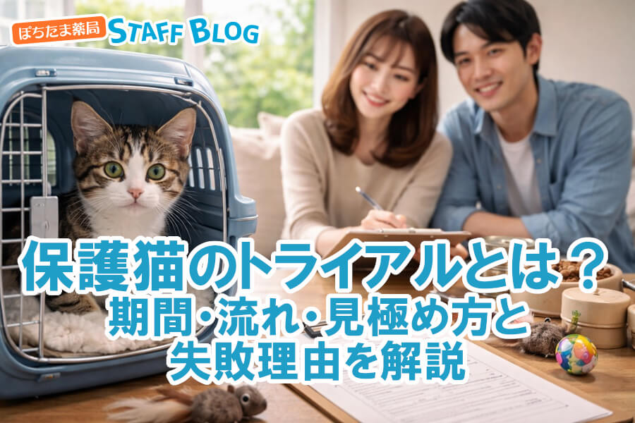 保護猫のトライアルとは？期間・流れ・見極め方と失敗理由を解説