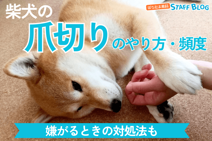 柴犬の爪切りは必要？適切な頻度・正しいやり方・嫌がるときのコツまで紹介