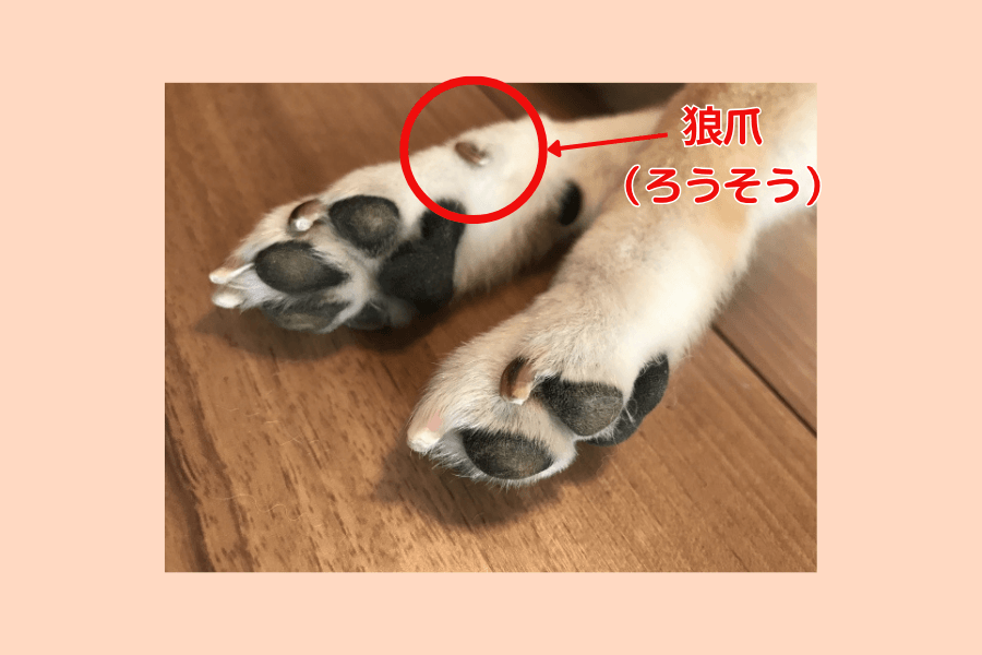 柴犬の狼爪
