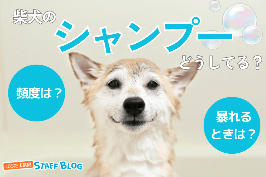 柴犬のシャンプーどうしてる？頻度は？正しいやり方や暴れるときの対処法を紹介