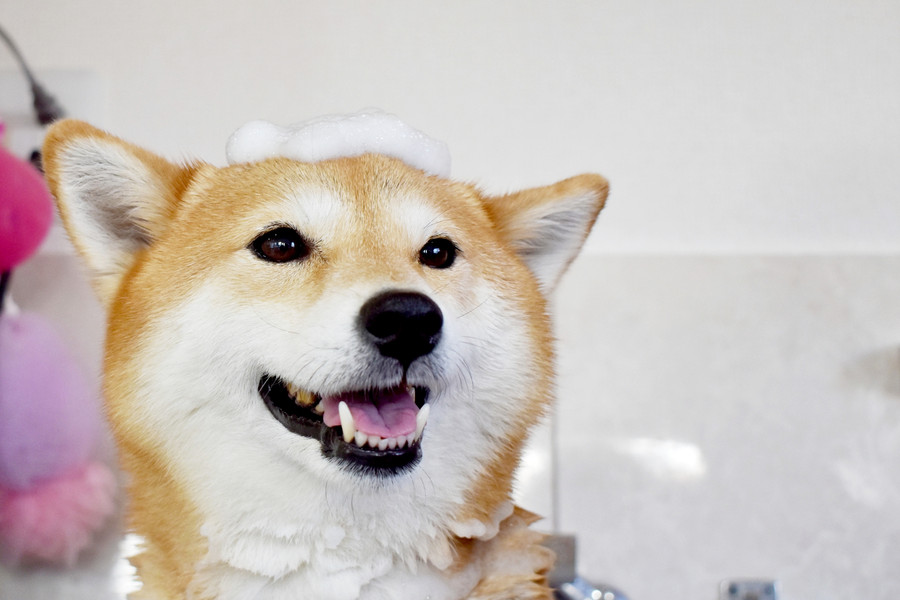 柴犬のシャンプーは必要?頻度は?