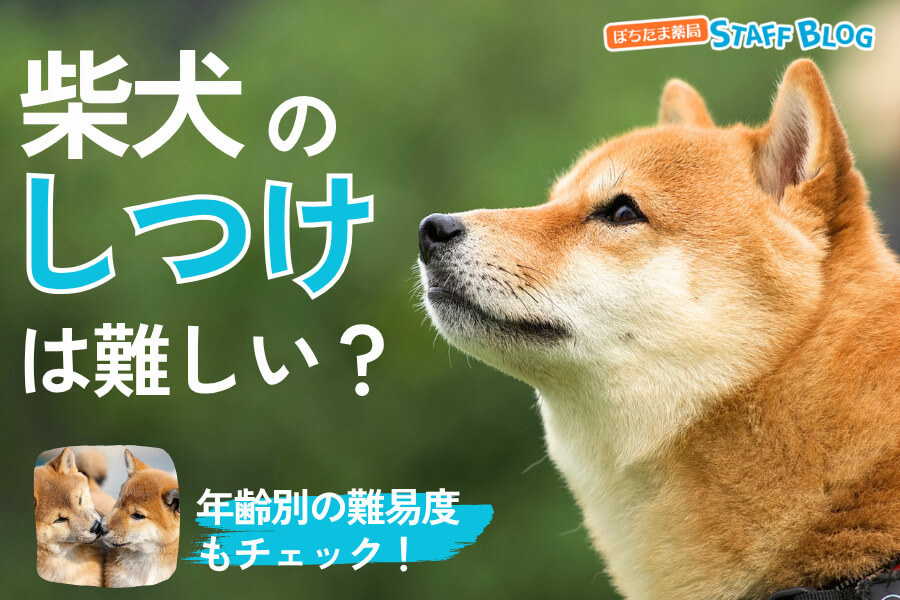 柴犬のしつけは難しい？しつけしやすい時期からしつけのNG行動まで紹介
