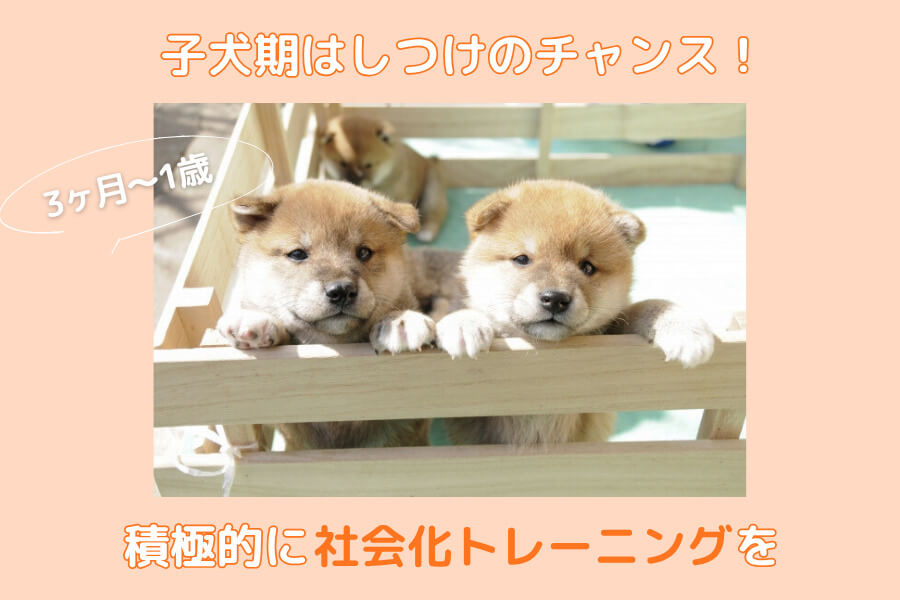 子犬期(生後3ヶ月~1歳)