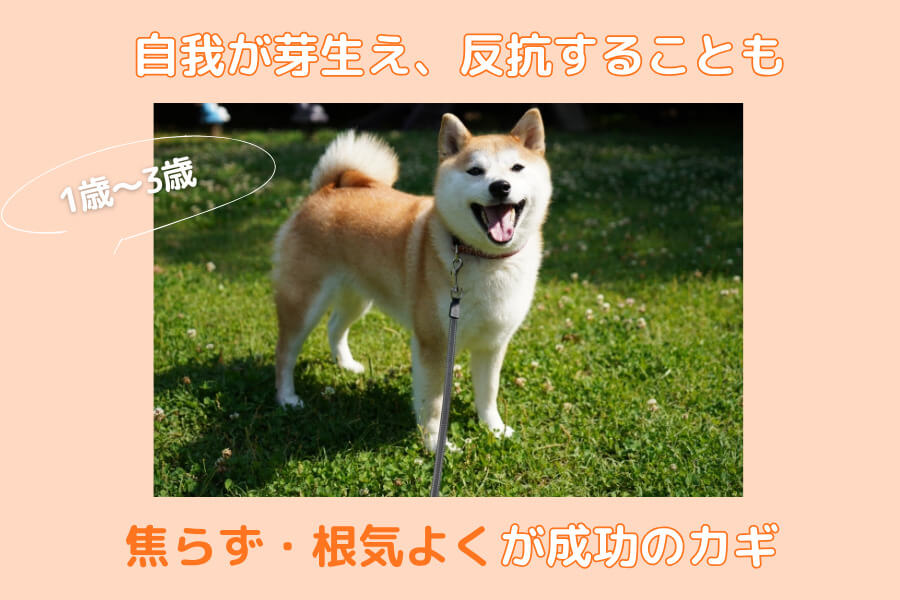 若齢期(1歳~3歳)