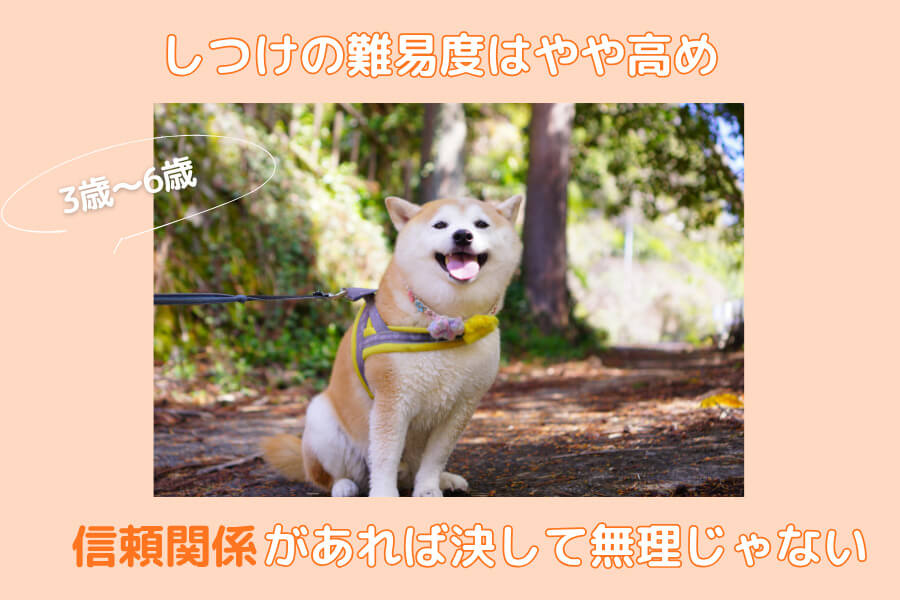 成犬期(3歳~6歳)