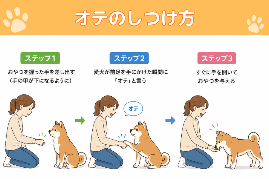オテのしつけ方