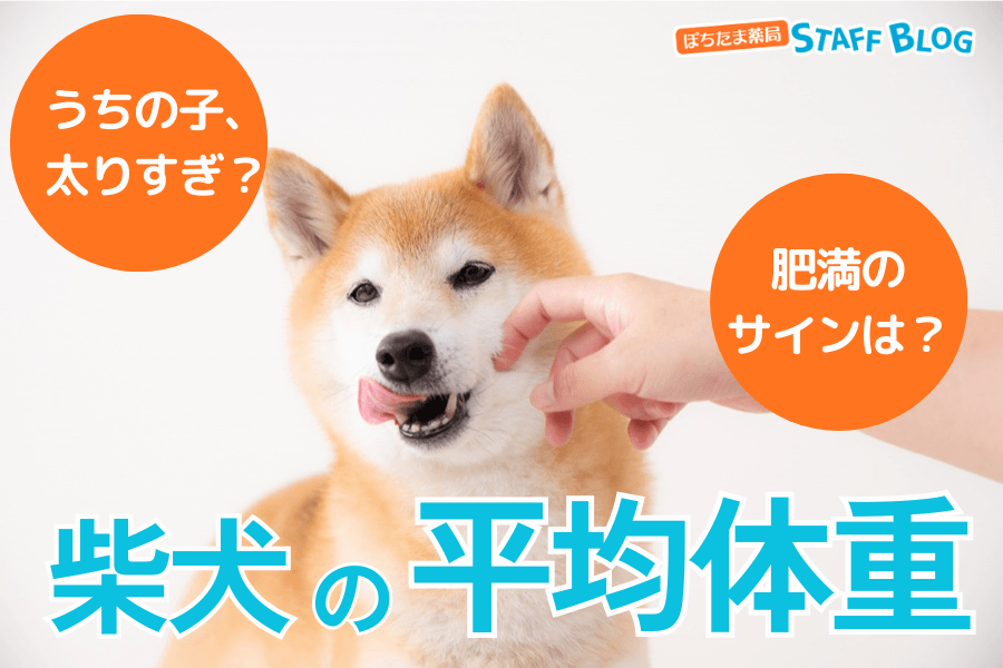 柴犬の平均体重は何キロ？肥満のサインとは？月齢ごとの推移グラフをチェック
