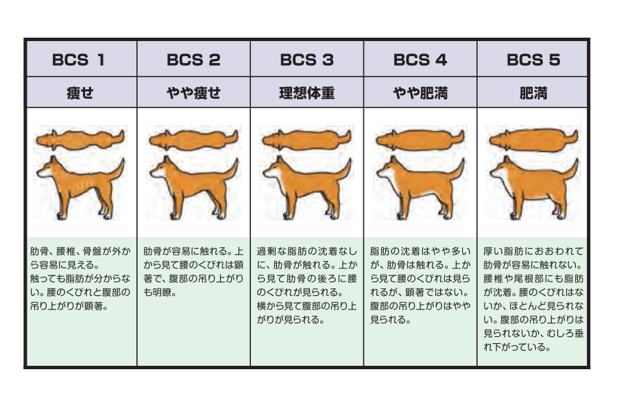 ボディコンディションスコア（BCS）