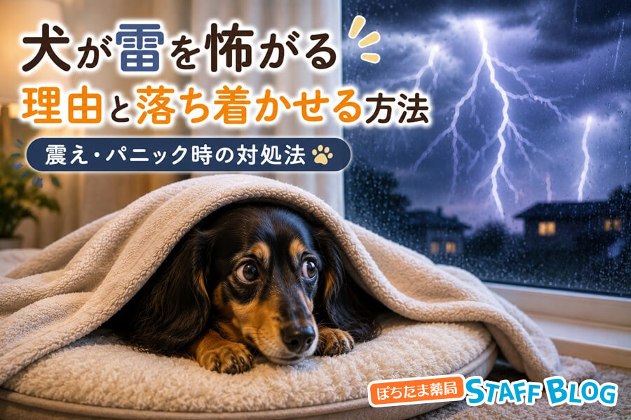 犬が雷を怖がる理由と落ち着かせる方法|震え・パニック時の対処法