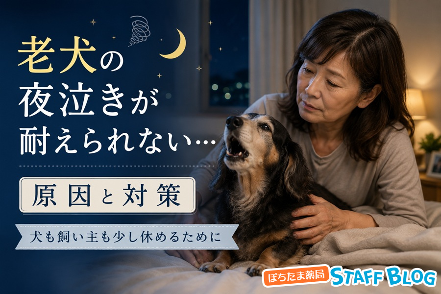 老犬の夜泣きが耐えられない…原因と対策｜犬も飼い主も少し休めるために