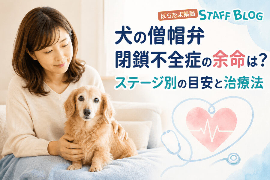 犬の僧帽弁閉鎖不全症の余命は？ステージ別の目安と治療法