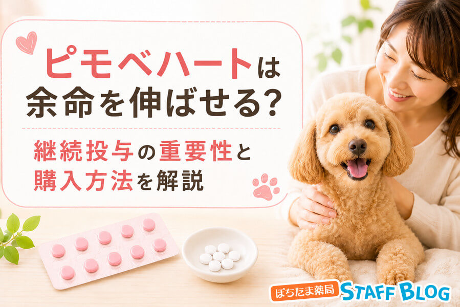 ピモベハート(ピモベンダン)は余命を伸ばせる?継続投与の重要性と購入方法を解説