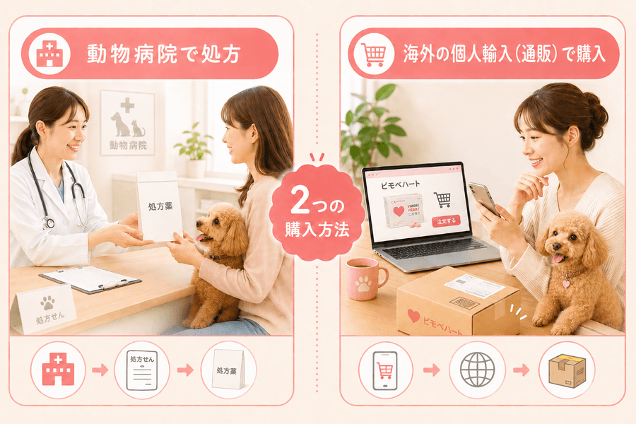 ピモベハートの購入方法