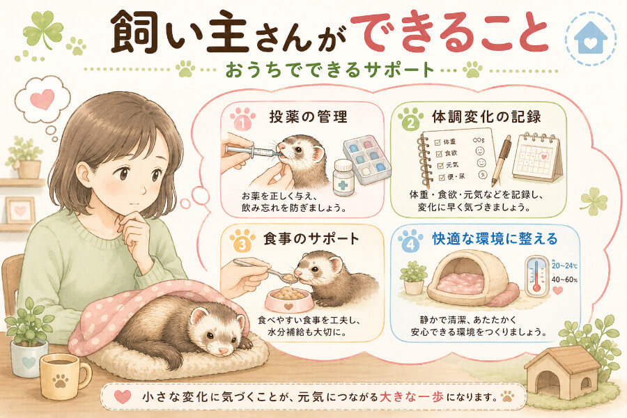 フェレットのリンパ腫に飼い主さんができること