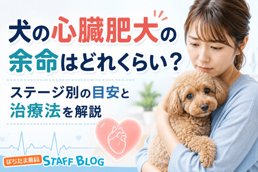 犬の心臓肥大の余命はどれくらい？ステージ別の目安と治療法を解説