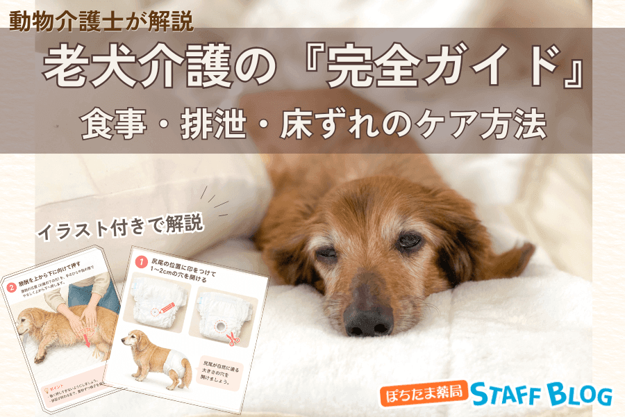 【動物介護士が解説】老犬介護の『完全ガイド』食事・排泄・床ずれのケア方法
