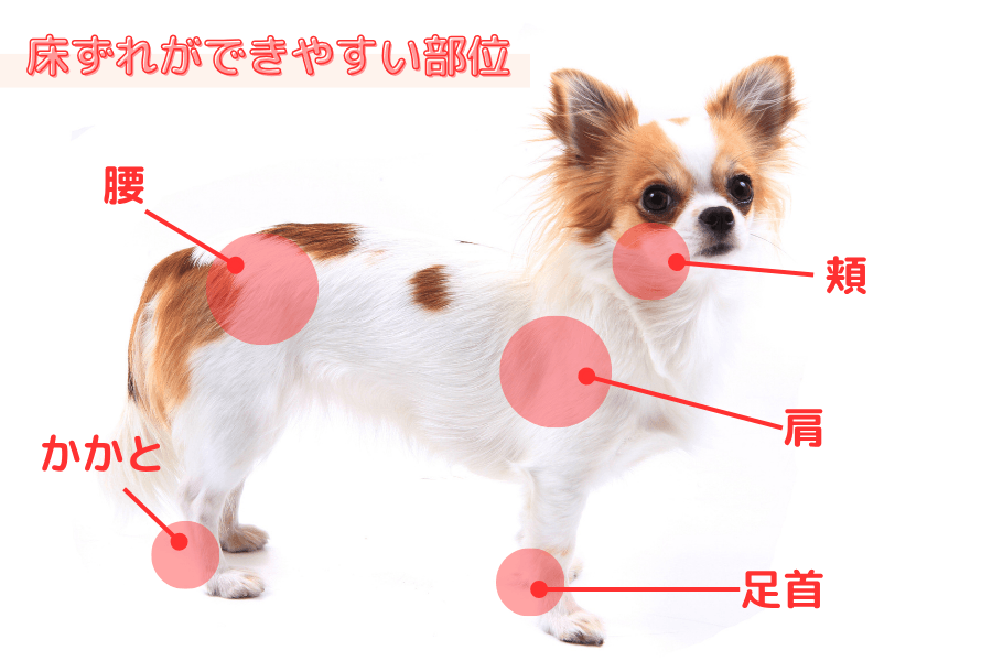 床ずれができやすい部位