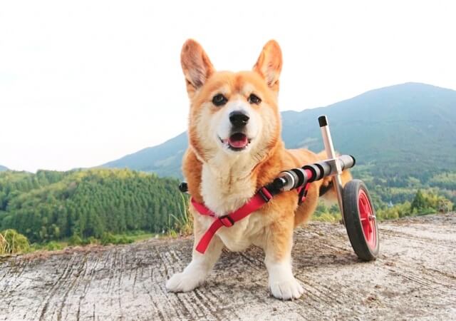 犬用車いす