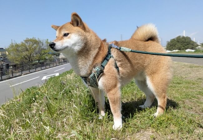 ハーネス