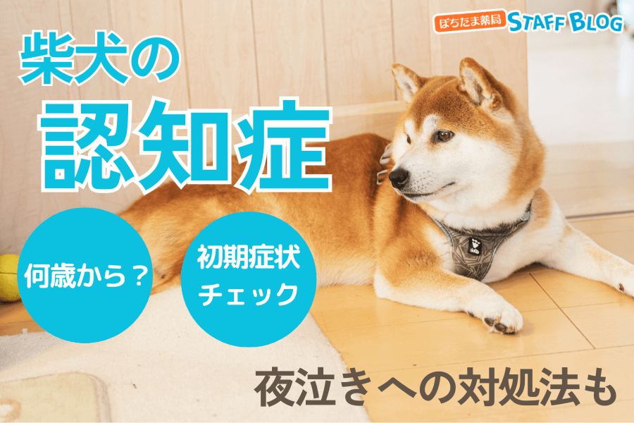 柴犬の認知症｜何歳から？初期症状の見分け方は？夜泣きへの対処法は？